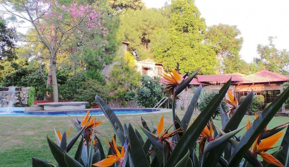 TREE OF LIFE  HOMESTEAD CORBETT COUNTRY